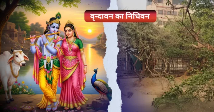 निधिवन वृंदावन